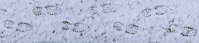 Imagen real de huellas humanas en la nieve
